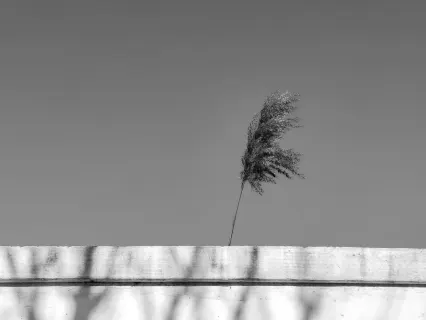 Rajbet Casino Mobile App